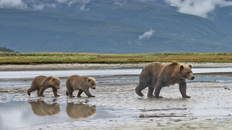 Grizzly bear with cubs, walking