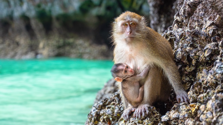 Macaque monkey with baby on beach rocks 