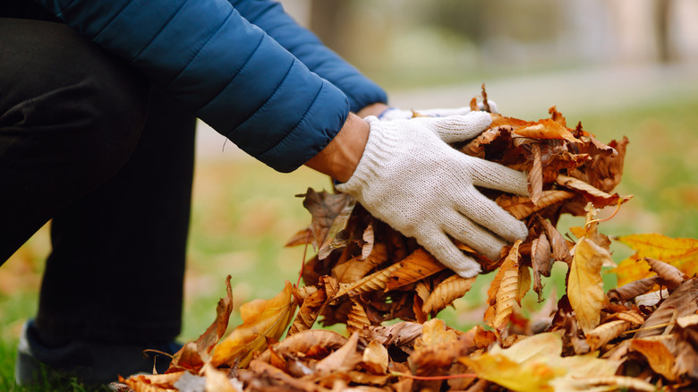 Person picking up leaves from a lawn with their hands.