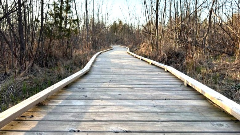 The wetlands boardwalk at Duncan Bay Nature Preserve