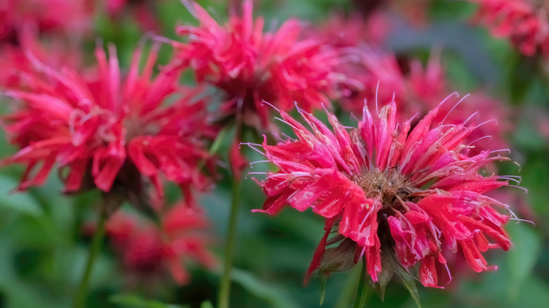 Red bee balm close up