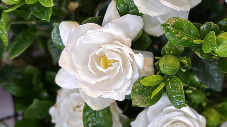 Gardenia blooms close up