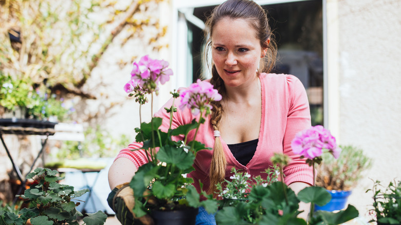 Woman planting geranium