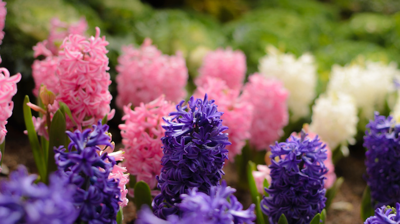 Assorted hyacinths