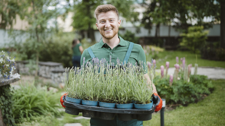 Gardener smiling with lavender crop