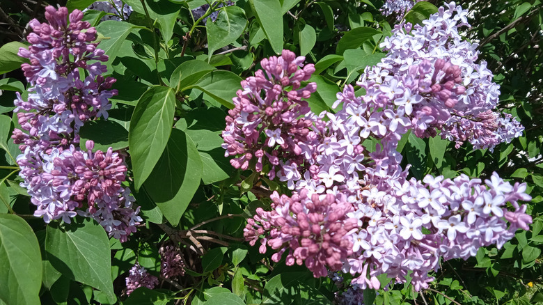 Lilac blooms