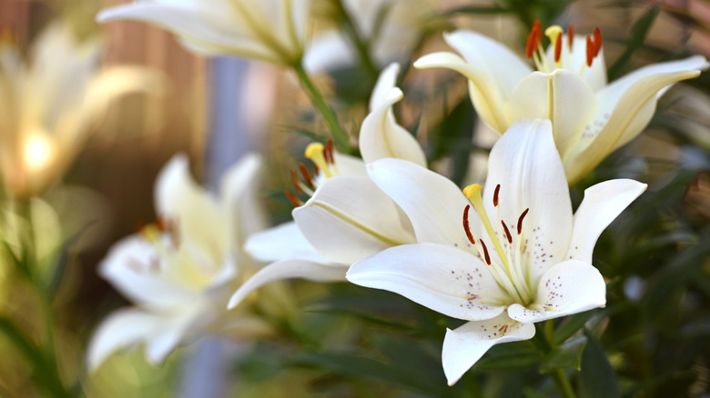 White lilies close up