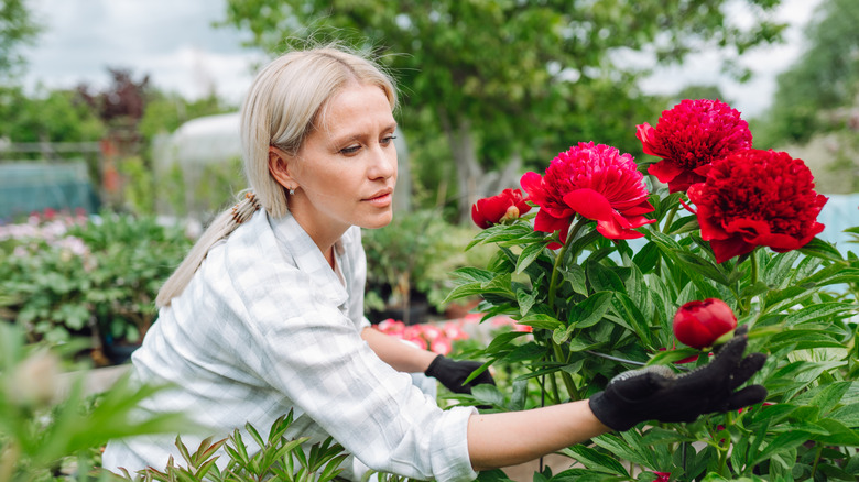 Woman planting peonies