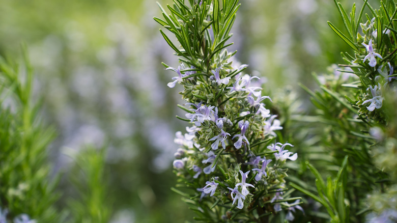 Blooming rosemary
