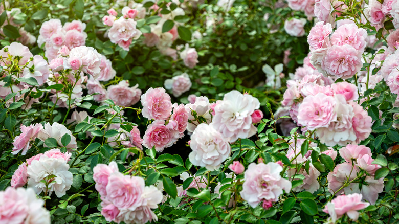 Beautiful bloom of English tea roses
