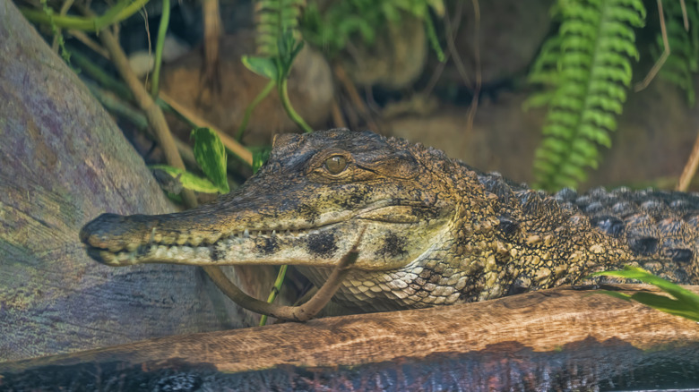 An African slender-snouted crocodile