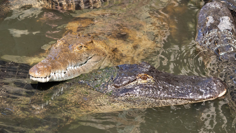An American crocodile and an alligator share the same water