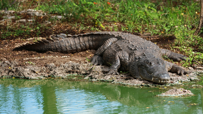 A Morelet's crocodile at the water's edge