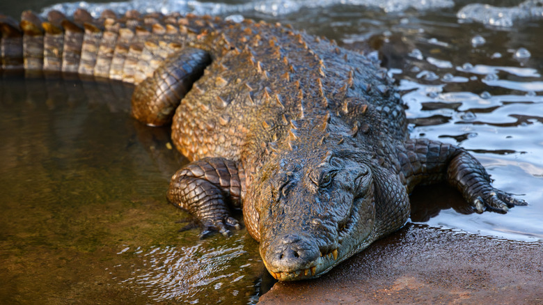 A large mugger crocodile resting in shallow water