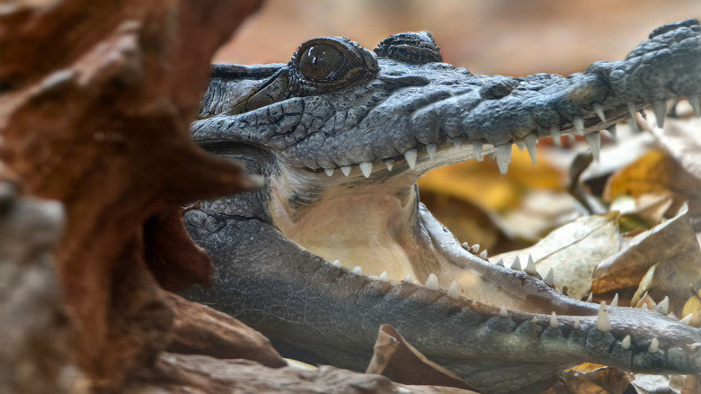 A close-up of a New Guinea crocodile, jaws ajar