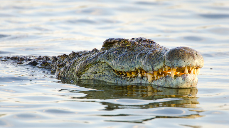 A Nile crocodile in the water