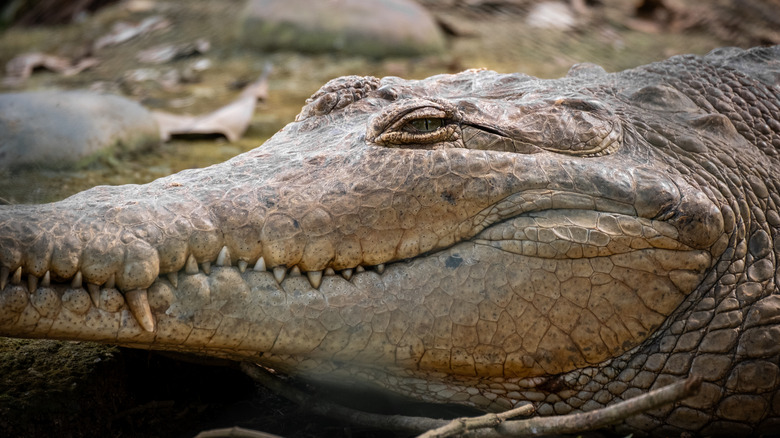 Close-up of an Orinoco crocodile