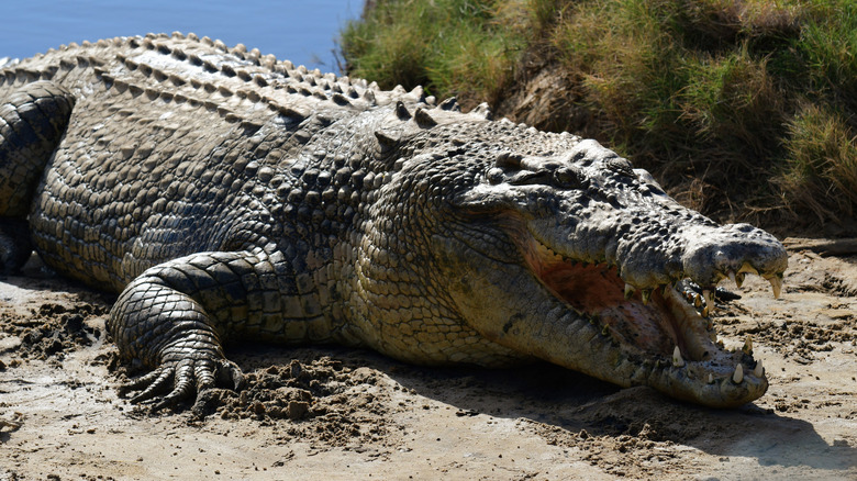 A large saltwater crocodile on a beach