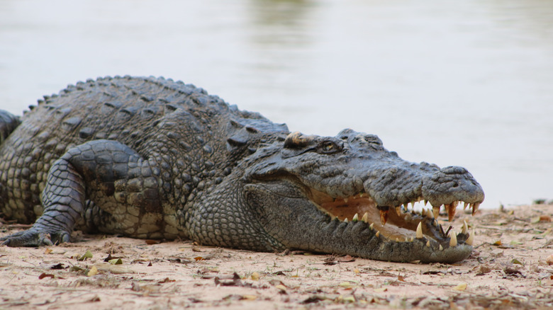 A Siamese crocodile on a river bank
