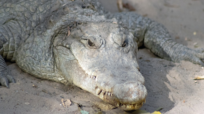 A West African crocodile relaxing in the shade