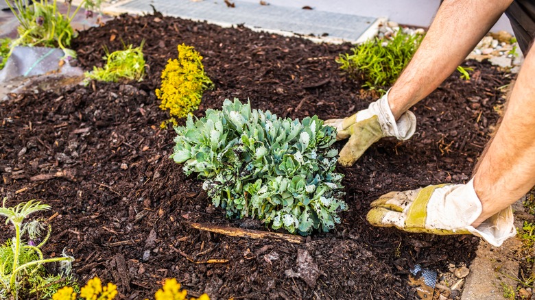 Gardener adding mulch to plant beds