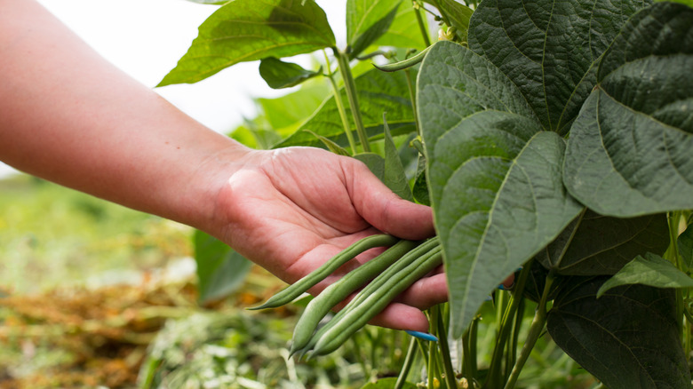 Hand picking green beans from garden