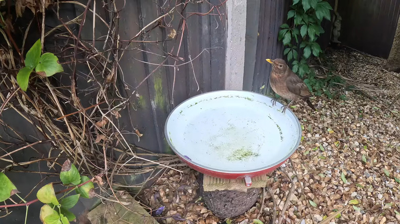 Old frying pan as a birdbath