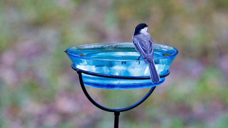 Chickadee at a small blue glass bowl birdbath