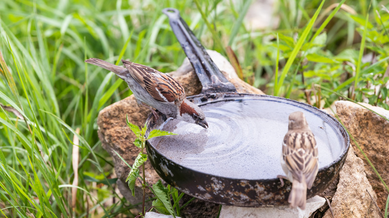 Birds gathering at a frying pan birdbath