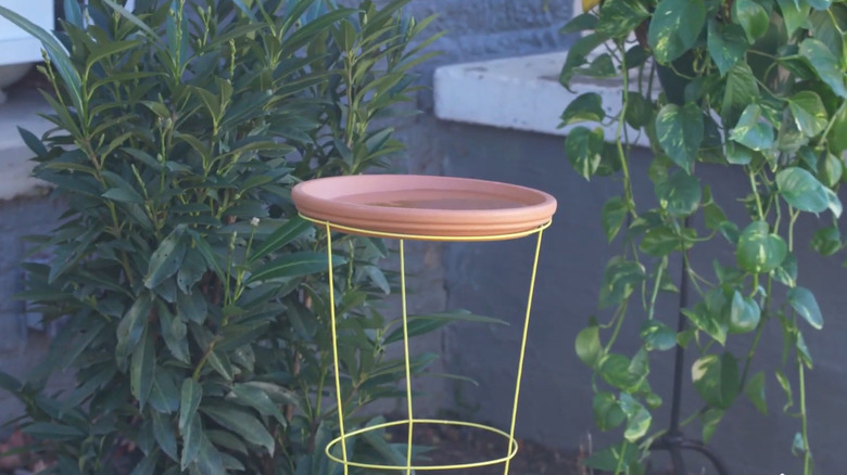 Tomato cage serving as a base for birdbath