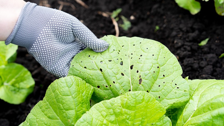 Hand with gardening glove checking cabbage leaf with holes