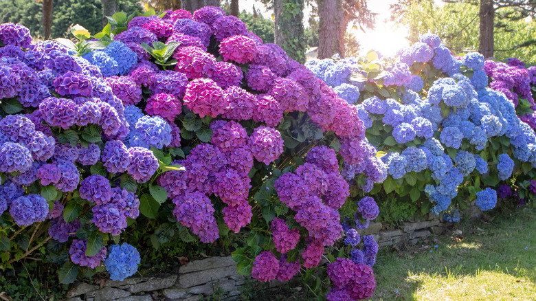 Purple and blue hydrangeas