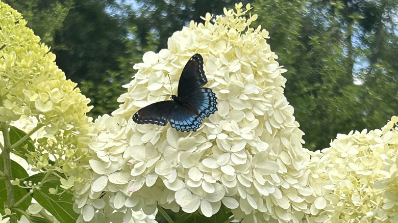 Butterfly on 'Limelight' hydrangea bloom Hydrangea paniculata 'Limelight'