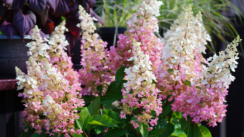 'Pinky Winky' hydrangea Hydrangea paniculata 'DVP PINKY'