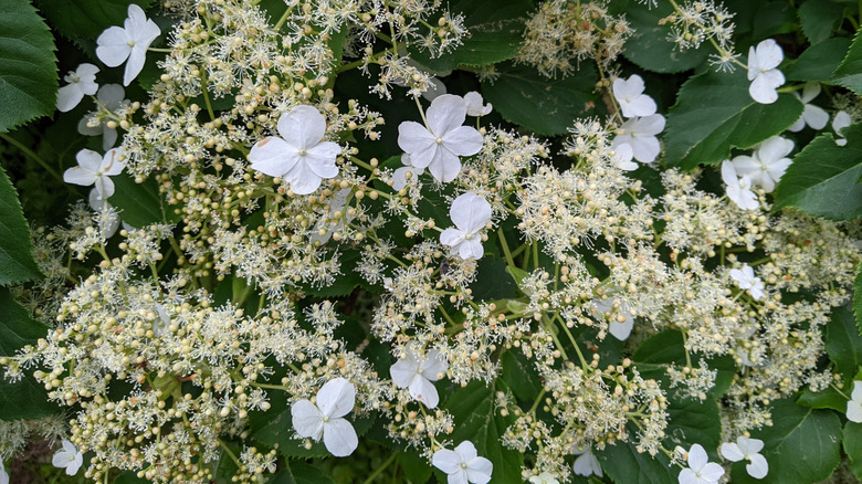 Climbing hydrangea