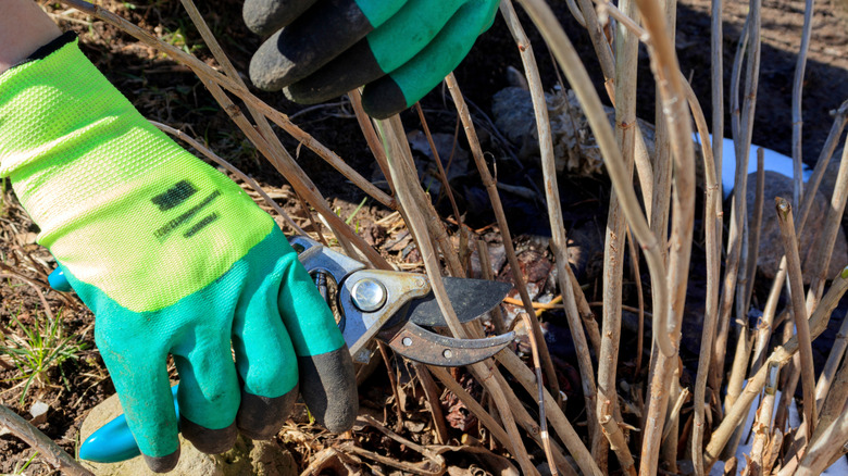 Pruning hydrangea during winter