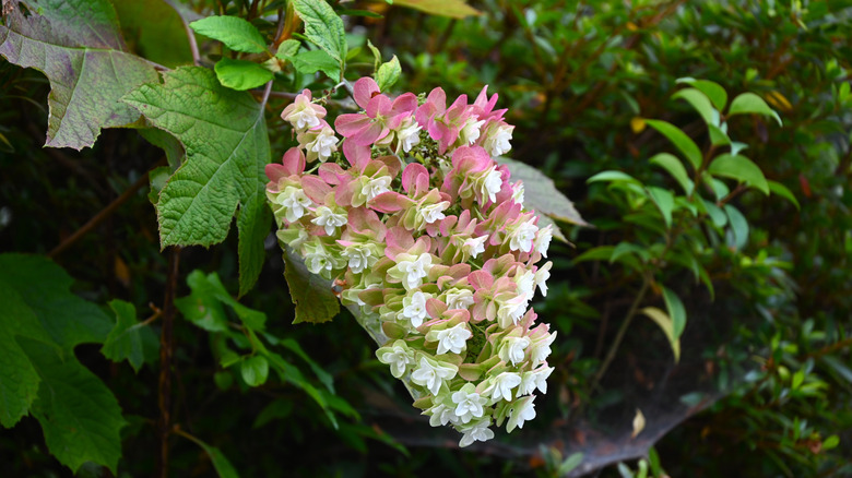 Oak leaf hydrangea