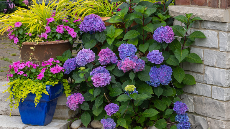 'Let's Dance Lovable' hydrangea in a flower bed