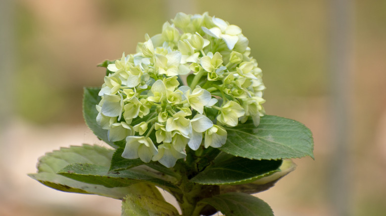 Smooth hydrangea
