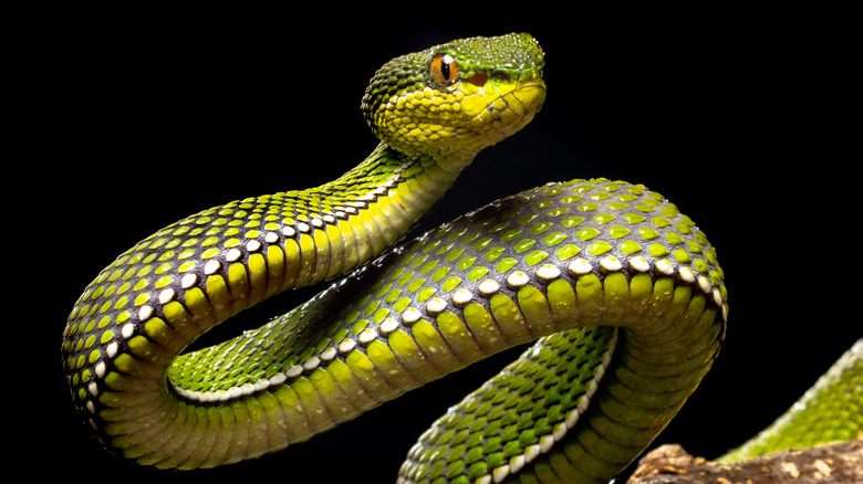 Green viper looking away, close-up