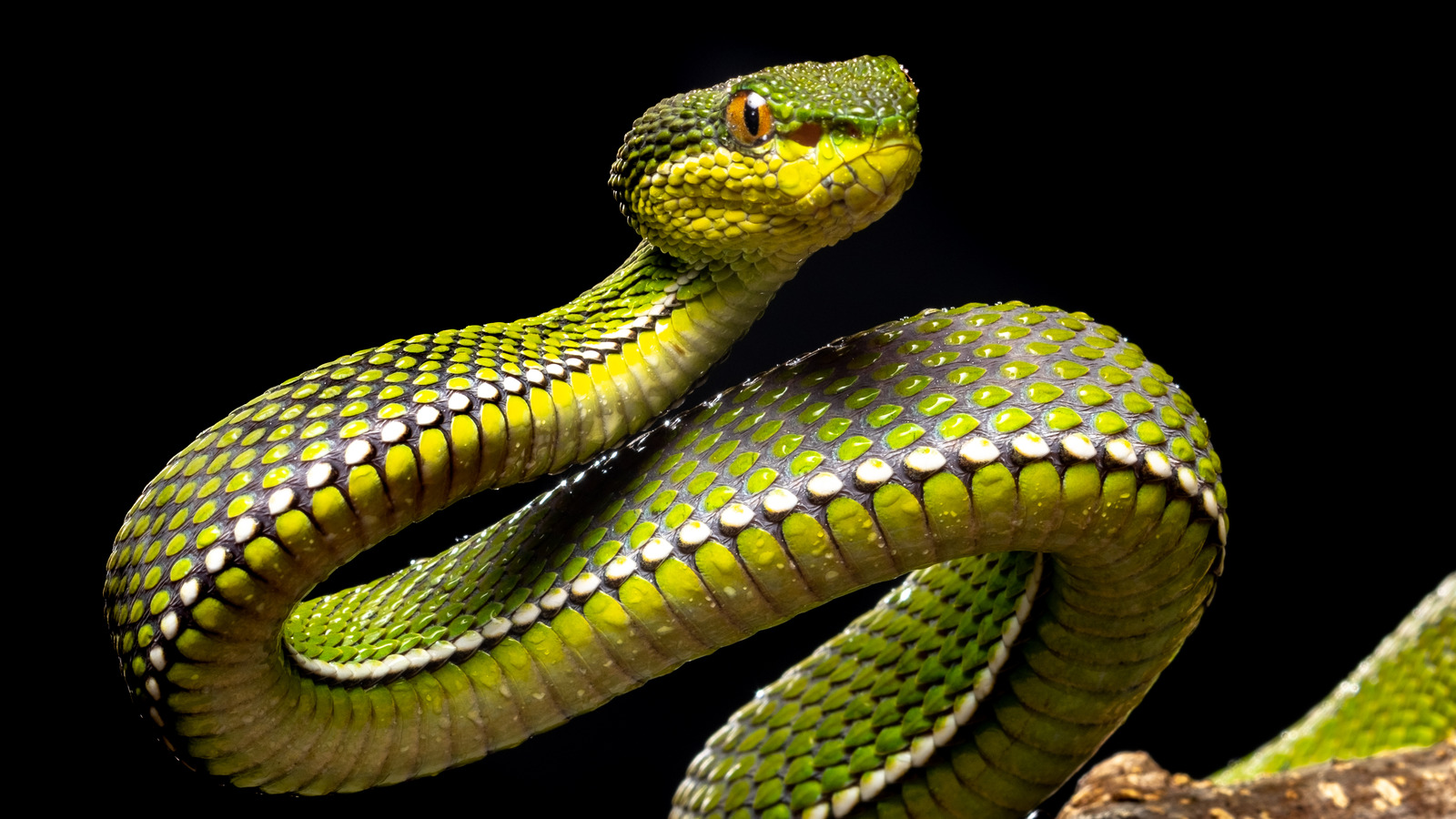 Poisonous Snakes Fangs Poisonous Snakes Fangs