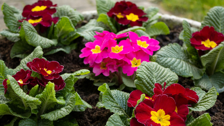 Primrose blooms
