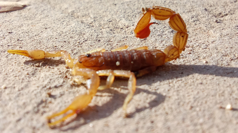 Close up of scorpion in sand