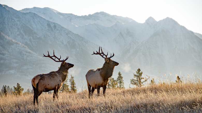 Two large bull elk on grasslands in front of mountains