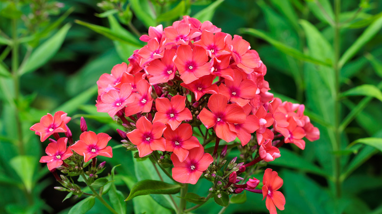 A bunch of garden Phlox flowers blooming against a thick green shrub