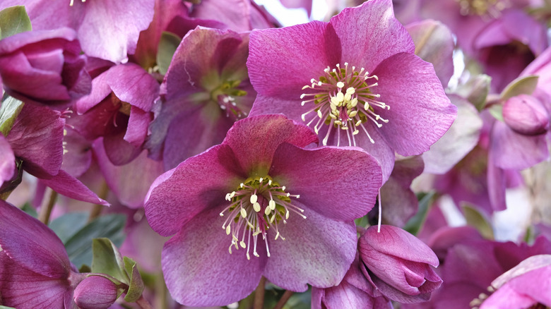 Hellebores bloom with wide, vibrant petals