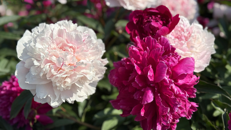 Peonies bloom with vibrant colors