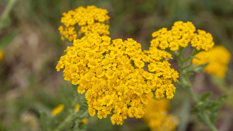 A bushel of yellow yarrow flowers in full bloom