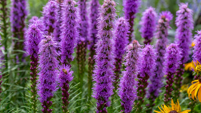 Beautiful blazing star flowers blooming in the summer