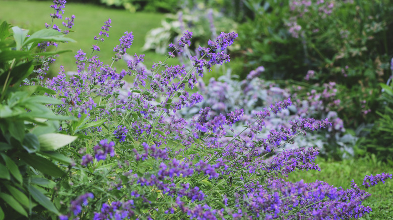 Sprigs of violet catmint shooting forth from their green stems